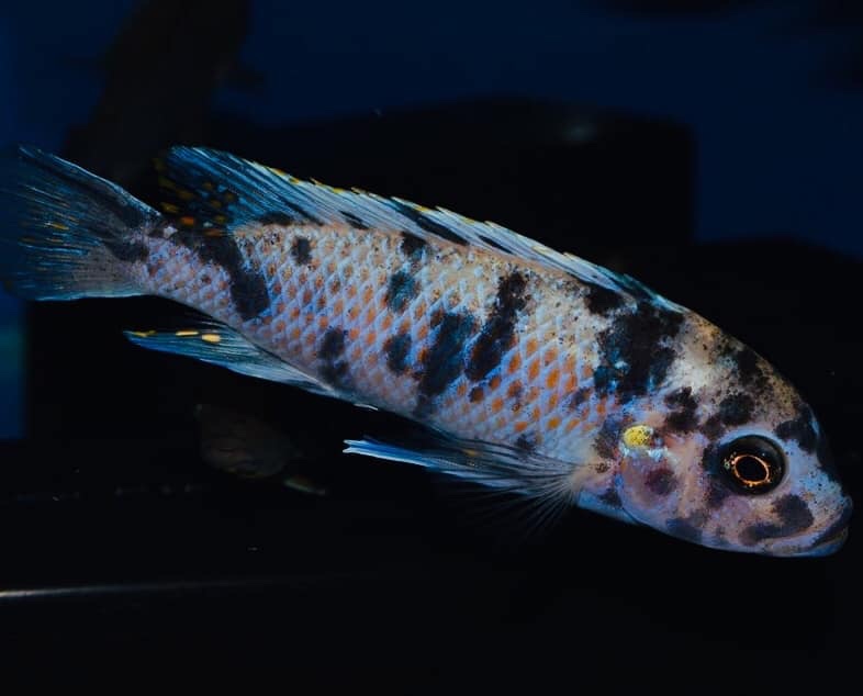 Maylandia zebra 'Chiteko'